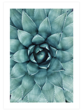 Aloe Vera N1 - Art Print